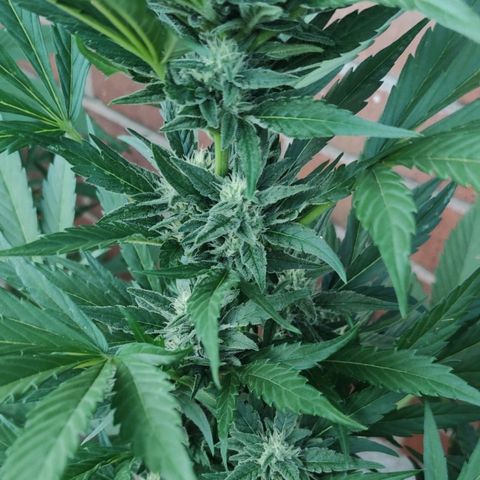 Black Orchid Auto growlog timeline photo