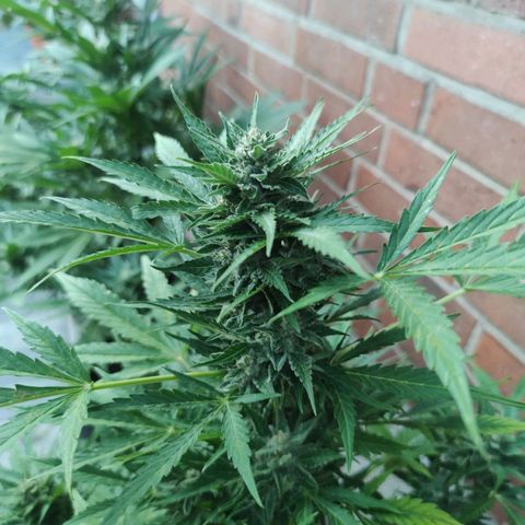 Easy Bud (Automatic) growlog timeline photo