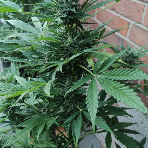 Easy Bud (Automatic) growlog timeline photo