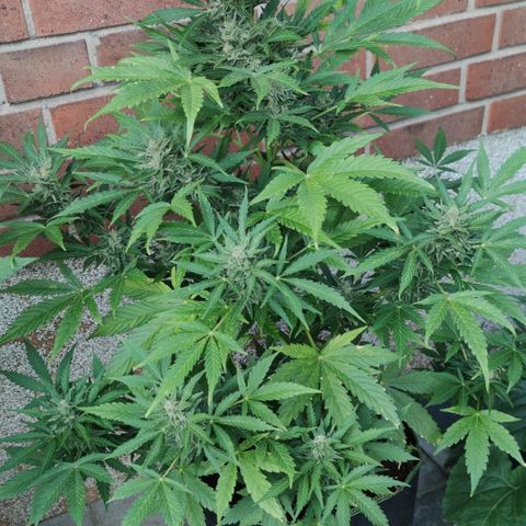 Easy Bud (Automatic) growlog timeline photo