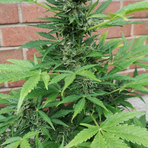 Easy Bud (Automatic) growlog timeline photo