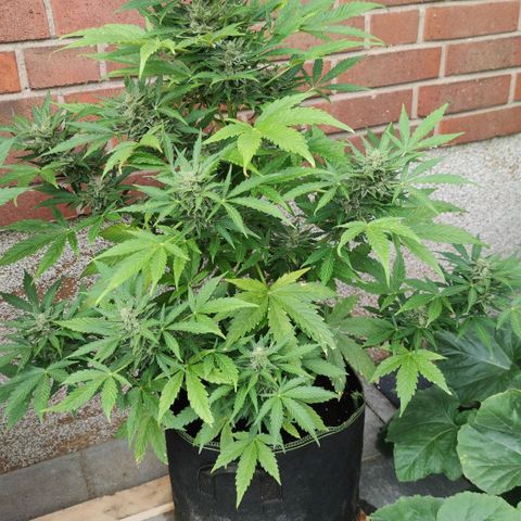 Easy Bud (Automatic) growlog timeline photo