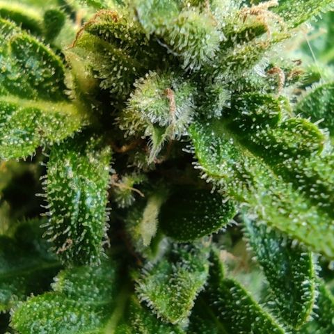 Easy Bud (Automatic) growlog timeline photo