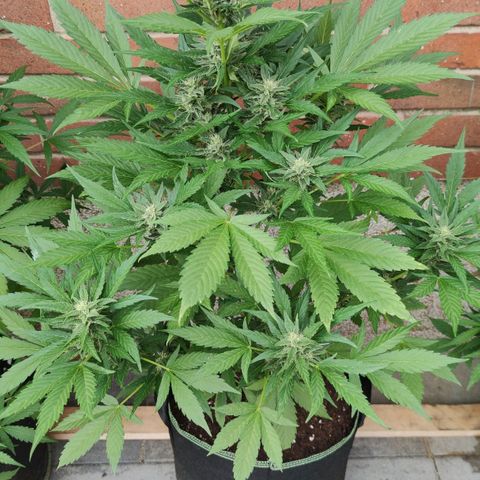 Black Orchid Auto growlog timeline photo