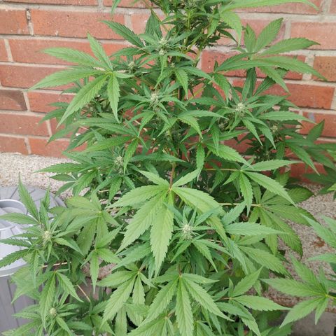 Auto Fat Blueberry  growlog timeline photo