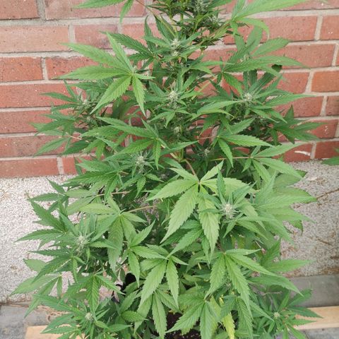 Auto Fat Blueberry  growlog timeline photo