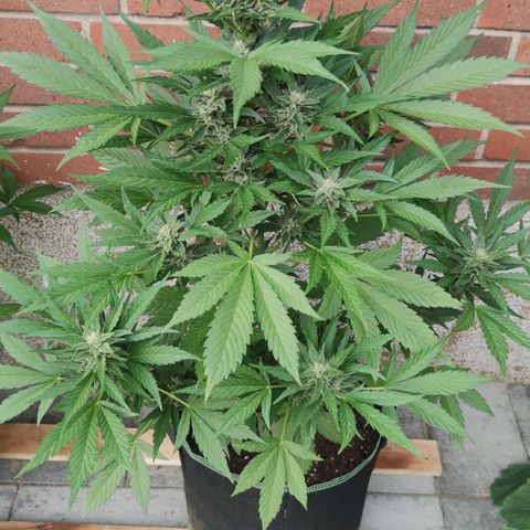 Black Orchid Auto growlog timeline photo