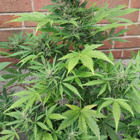 Easy Bud (Automatic) growlog timeline photo