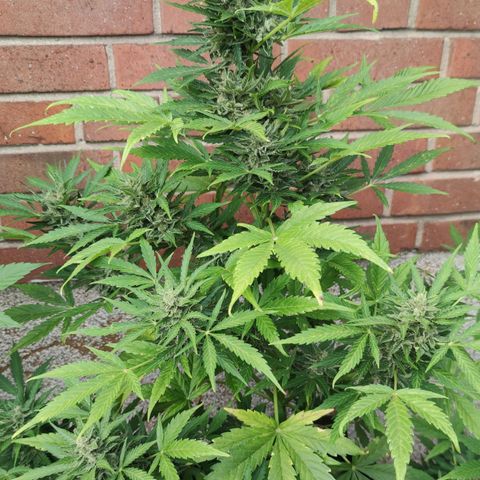 Easy Bud (Automatic) growlog timeline photo