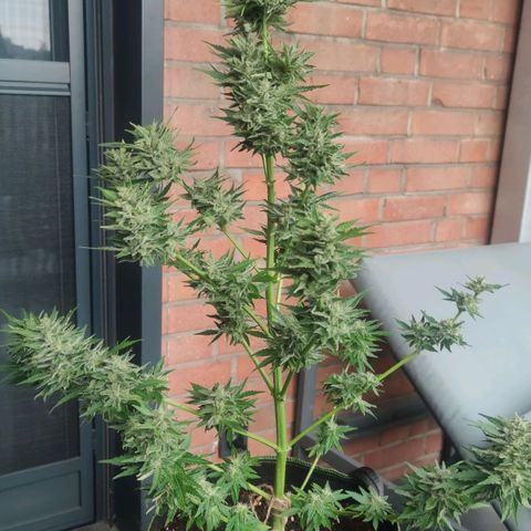 Easy Bud (Automatic) growlog timeline photo