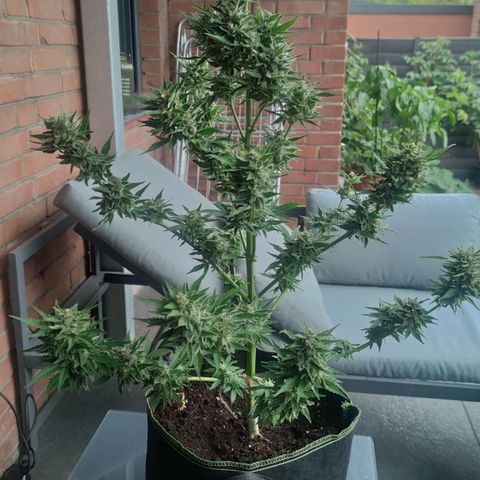 Easy Bud (Automatic) growlog timeline photo