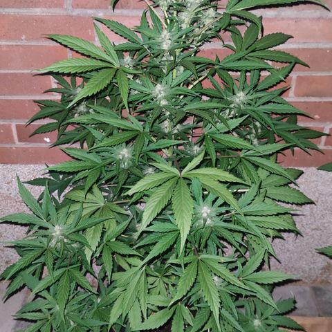 Auto Fat Blueberry  growlog timeline photo