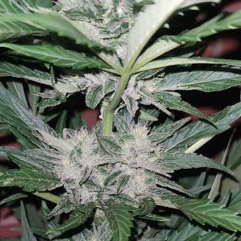 Black Orchid Auto growlog timeline photo