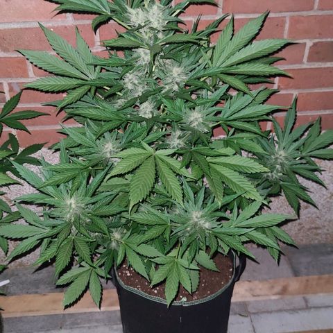 Black Orchid Auto growlog timeline photo