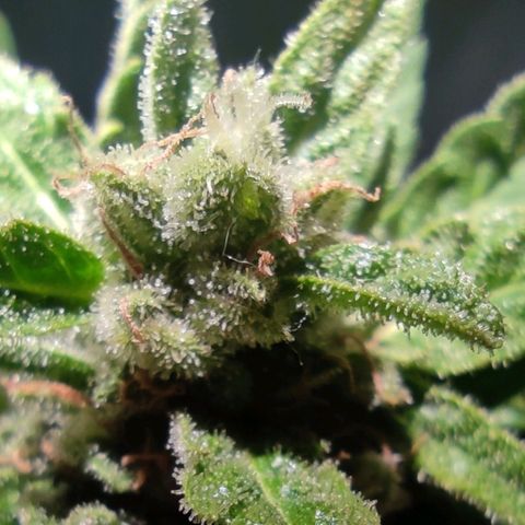 Easy Bud (Automatic) growlog timeline photo