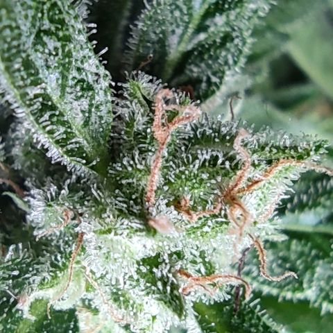 Easy Bud (Automatic) growlog timeline photo