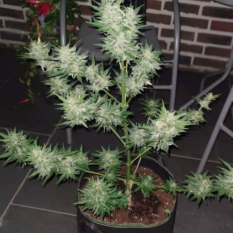 Easy Bud (Automatic) growlog timeline photo