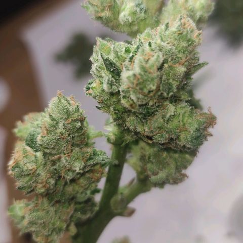Easy Bud (Automatic) growlog timeline photo
