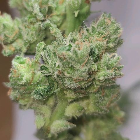 Easy Bud (Automatic) growlog timeline photo