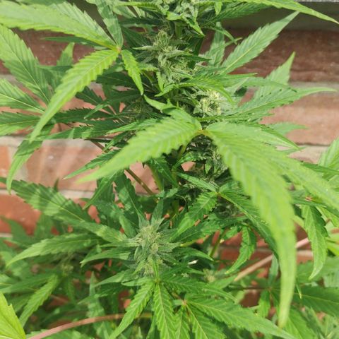 Auto Fat Blueberry  growlog timeline photo
