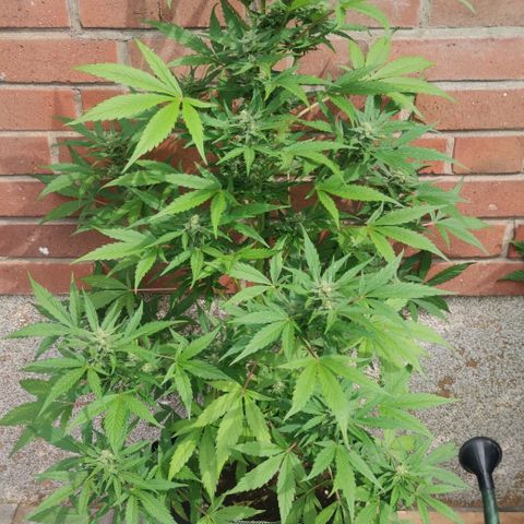 Auto Fat Blueberry  growlog timeline photo