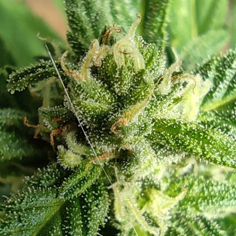 Black Orchid Auto growlog timeline photo