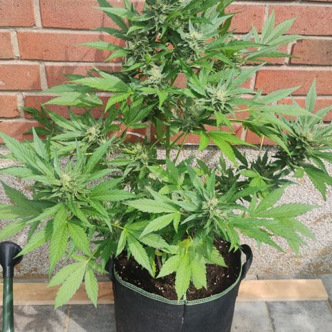 Black Orchid Auto growlog timeline photo