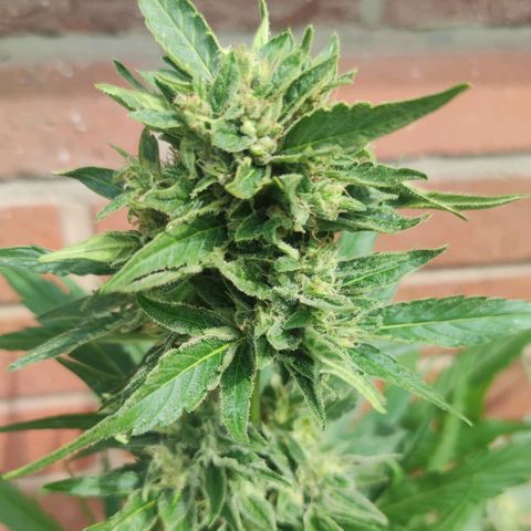 Black Orchid Auto growlog timeline photo