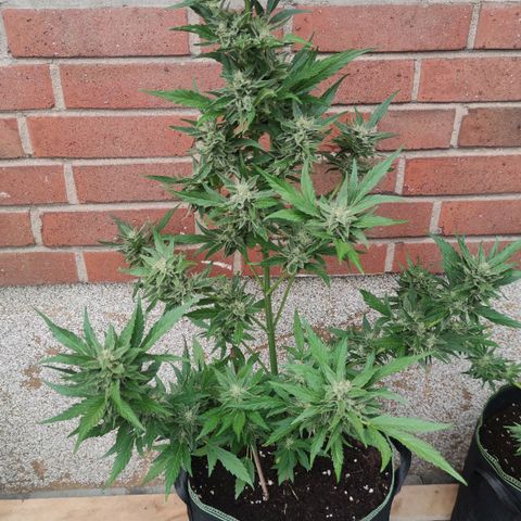 Black Orchid Auto growlog photo: Pflanze wurde entlaubt in der Hoffnung eine bessere Durchlüftung zu gewähren 