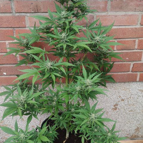 Auto Fat Blueberry  growlog timeline photo