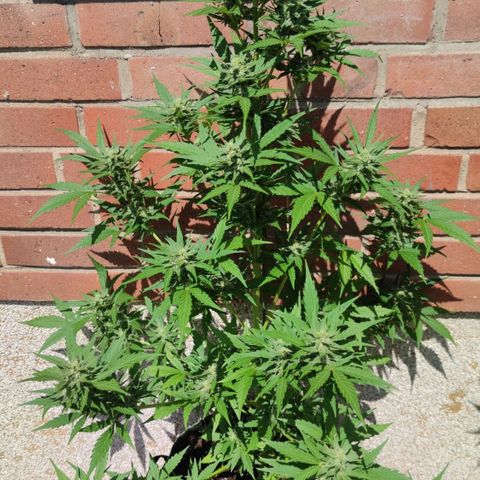 Auto Fat Blueberry  growlog timeline photo