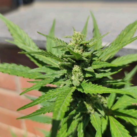 Auto Fat Blueberry  growlog timeline photo