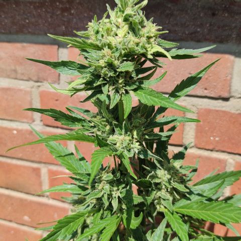 Black Orchid Auto growlog timeline photo