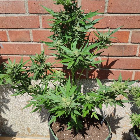 Black Orchid Auto growlog timeline photo
