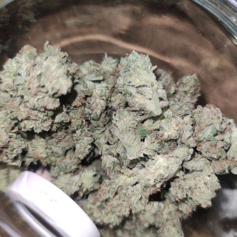 Easy Bud (Automatic) growlog timeline photo