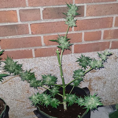 Easy Bud (Automatic) growlog timeline photo