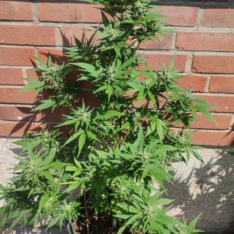 Auto Fat Blueberry  growlog timeline photo
