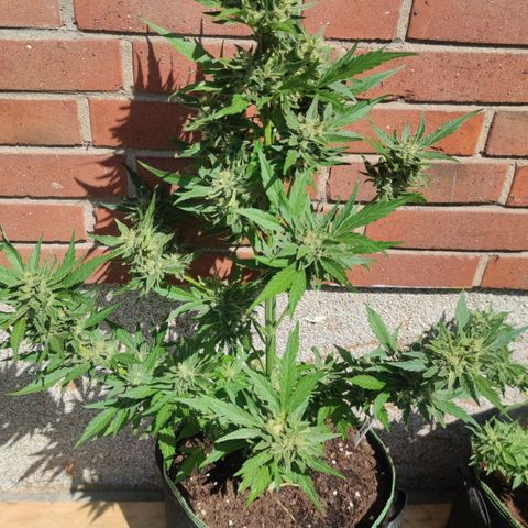 Black Orchid Auto growlog timeline photo
