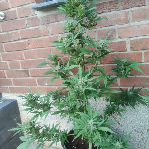 Auto Fat Blueberry  growlog timeline photo