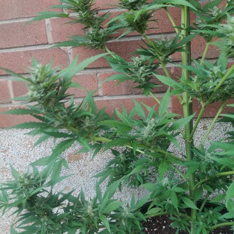 Auto Fat Blueberry  growlog timeline photo