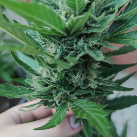 Black Orchid Auto growlog timeline photo