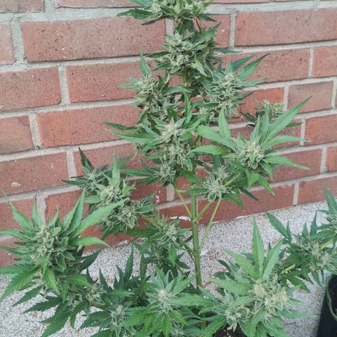 Black Orchid Auto growlog timeline photo