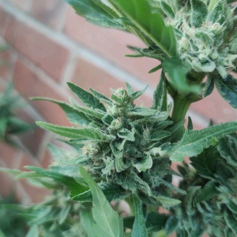 Black Orchid Auto growlog timeline photo