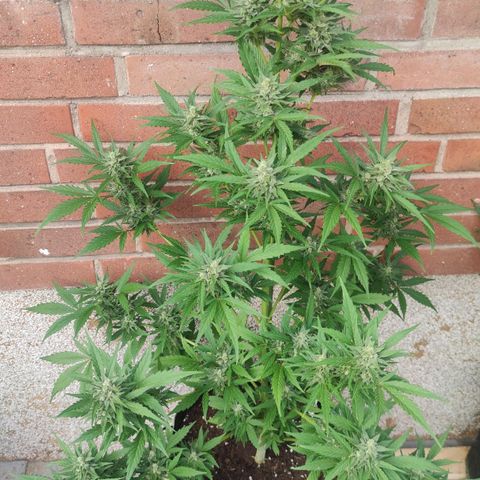 Auto Fat Blueberry  growlog timeline photo