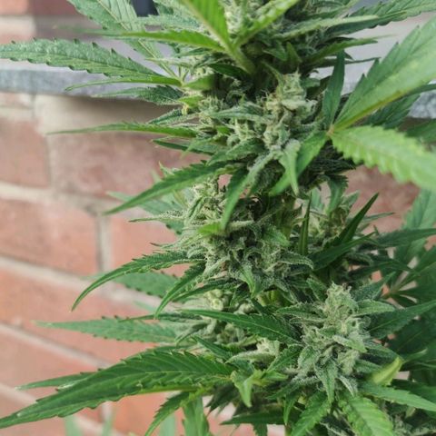 Auto Fat Blueberry  growlog timeline photo