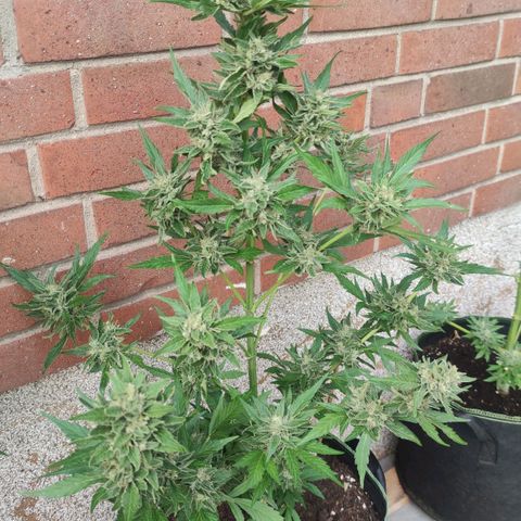 Black Orchid Auto growlog timeline photo