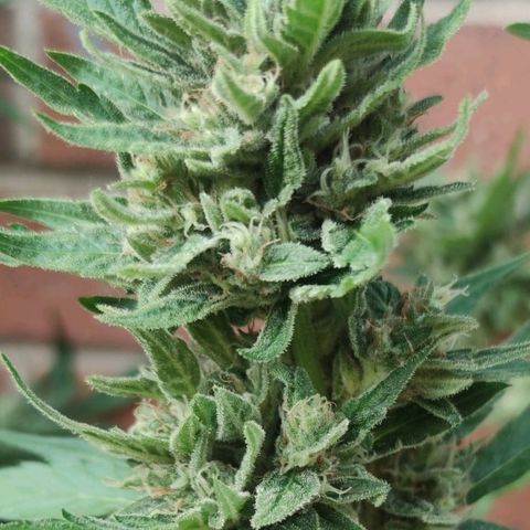 Black Orchid Auto growlog timeline photo