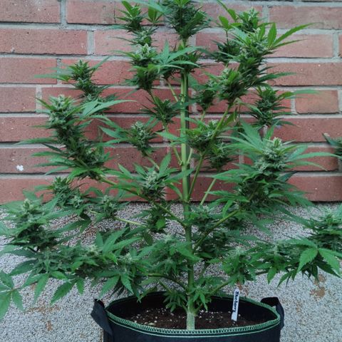 Auto Fat Blueberry  growlog timeline photo