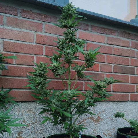Black Orchid Auto growlog timeline photo