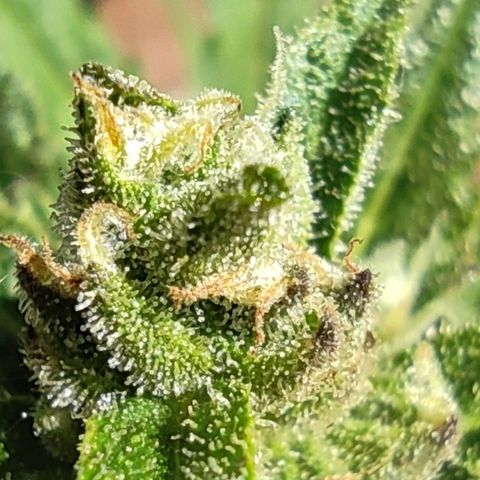 Auto Fat Blueberry  growlog timeline photo